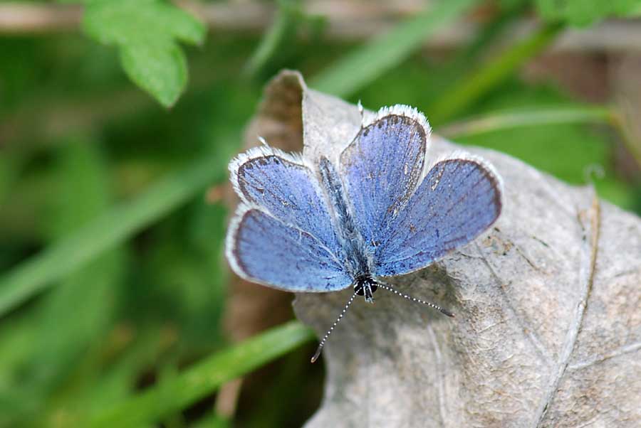 Lycaenidae da Id.